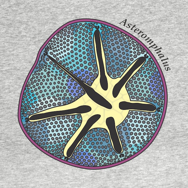 Diatom - Asteromphalus (scientific, color) by DiatomsATTACK